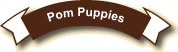 Pom Puppies